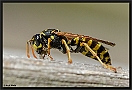 Franse Veldwesp, European paper wasp, Polistes dominula Location: Wierden, the Netherlands papierwesp D2 5237 kopie